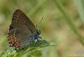 Satyrium ilicis (Büyük Sevbeni)